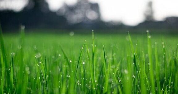 wet grass on a lawn